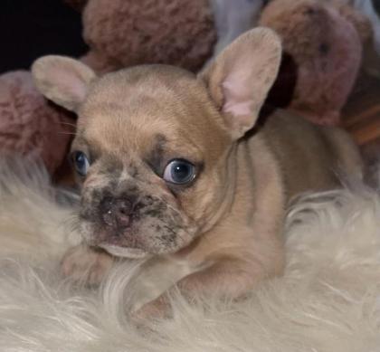 Französische Bulldogge Welpen