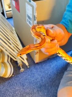 Kornnatter Pantherophis guttatus