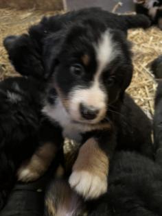 Berner Sennen Welpen