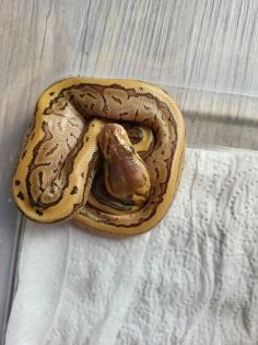 Weibliche Königspythons