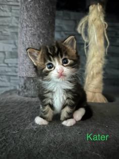 4 Maine Coon Kitten Kater