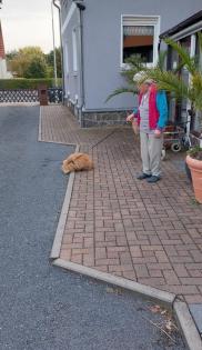 Katze abzugeben kostenlos mit Zubehör
