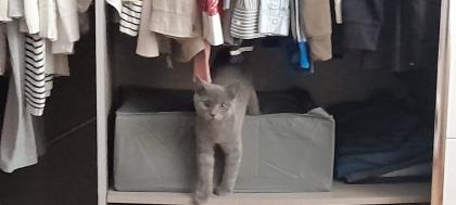 Britisch kurzhaar beby kitten 4 monate