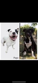 American Stafford x American Bulldog