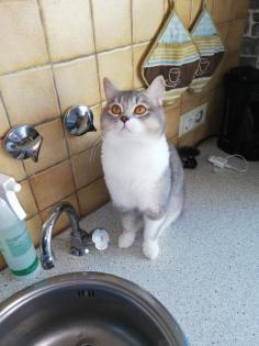 Bkh deckkater