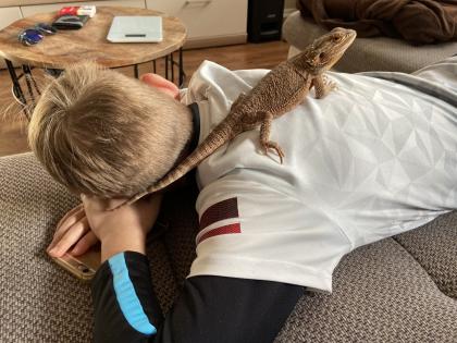 Zwergbartagame männlich