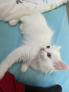 Türkische Angora Kitten suchen liebevolles Zuhause