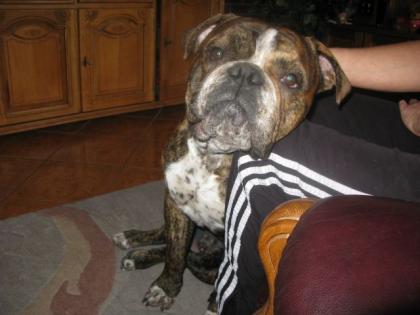 Old Englisch Bulldog / Rüde