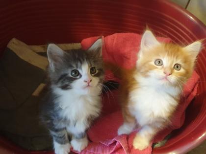 Prächtige Maine Coon Kitten