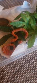 Scaleless kornnatter