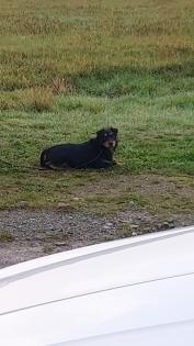 Deutscher Jagdterrier