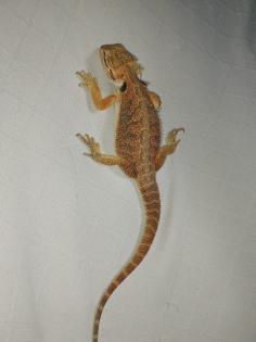 Bartagame 4 Monate alt wunderschön zu liebevolles zu Hause