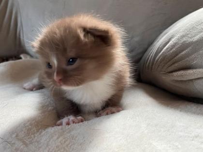 Superschnuckelige Ragdoll Kitten mit Stammbaum