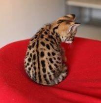 Prächtige Savannah-Kätzchen