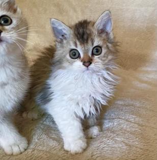 Selkirk Rex Kitten