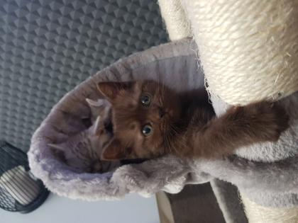 BKH Kitten Britisch Kurzhaar