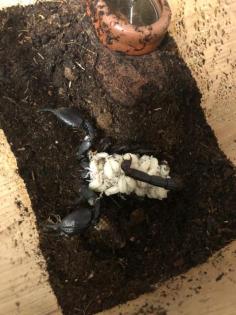 Skorpion heterometrus laoticus