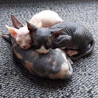 Sphynx Kitten