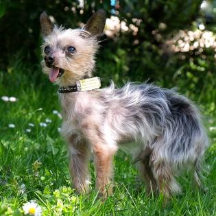 YORKI GIZMO - männlich 15 Jahre 20 cm 1 kg Mini Yorkshire-Terrier Gechipt Nicht kastriert