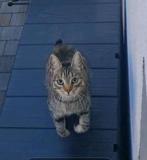 Katze vermisst