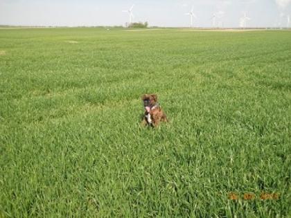 Süsser Boxer zu Verkaufen