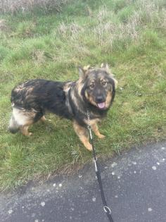 Schäferhund Mix Welpen zu verkaufen,