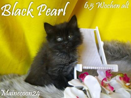 Maine Coon Kitten - Mädchen in Black smoke - sucht liebevolles Zuhause