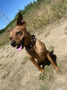 Deckrüde / wunderschöner Zwergpinscher
