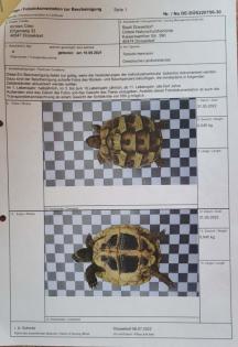 Griechische Landschildkröten - einjährig aus naturnaher Zucht