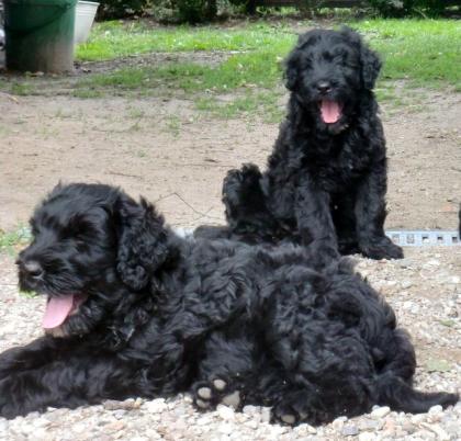 Russische Terrierwelpen zu verk.