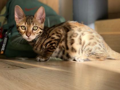 Bengal Baby Kater zu verkaufen