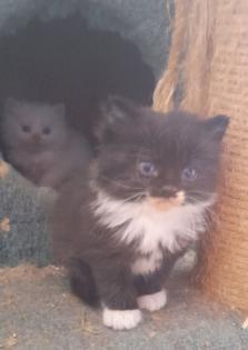 Maincoon Mix Kitten Katze Kater Perser