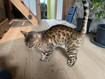 Bengal Kater sucht neuen Platz