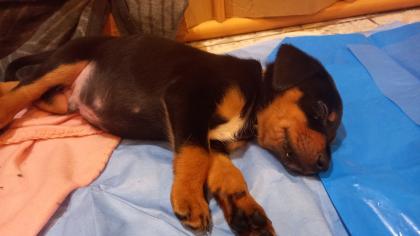 Australian Shepherd-Deutscher Pinscher-Welpen