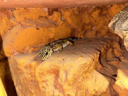 Wüstenterrarium mit Leopardgeckos 3 Stück