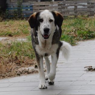 Markos sucht ein Zuhause