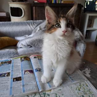 Zuckersüß Maine Coon Kitten MIT Stammbaum