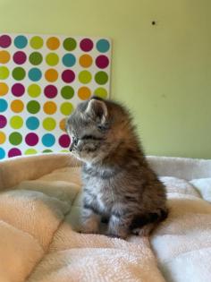 Reinrassige BKH Kitten 2 Katzen bereits reserviert