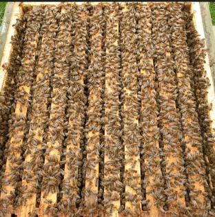 Bienenvolk Zandermaß Wirtschaftsvölker Karnika Carnica