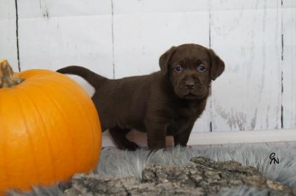 Labrador Welpen braun Showtyp Zucht seit 1998