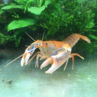 Cherax volcano
