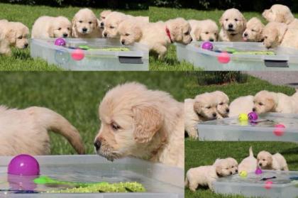 Golden Retriever Wurf Ankündigung März . Zur Abgabe Ende Mai