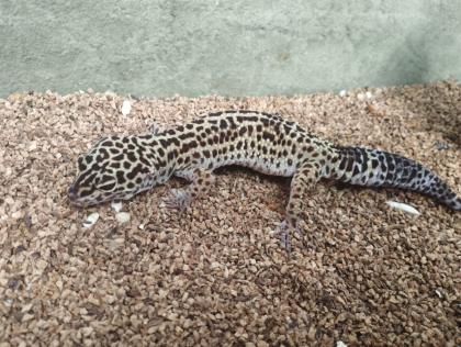 Leopardgeckos plus Terrarium