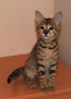Savannah Kittens 2 Black Spotted Tabby und 2 Silver Spotted Tabby Katers