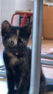 Katzenbabys Kitten 12 Wochen alt