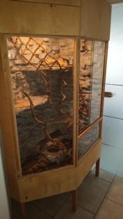 Biete 2 Kornnatter Weibchen Incl Terrarium