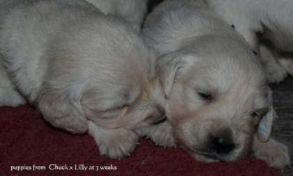 GOLDEN RETRIEVER WELPEN