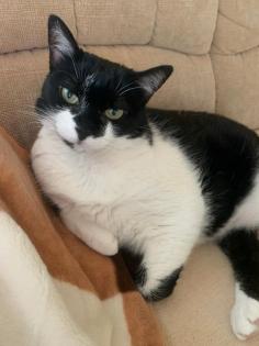 Katze Pepi-9 sucht dringend ein neues und liebes zu Hause