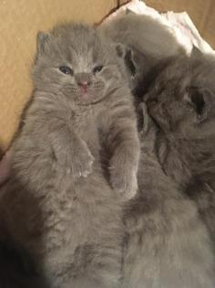Russisch Blau BKH Kitten zum verlieben