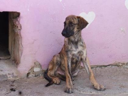 Trust - Charmeur mit Blick zum Dahinschmelzen sucht eine Familie